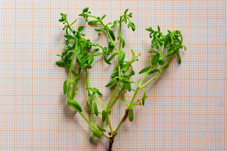 Montia fontana da precisare